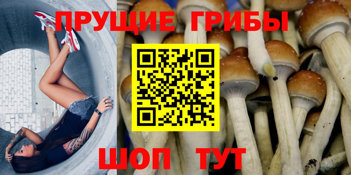 Северобайкальск  Псилоцибиновые грибы Psilocybe  Вход с VPN 